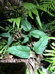 Vincetoxicum paniculatum