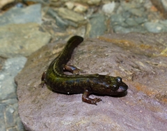 Desmognathus marmoratus
