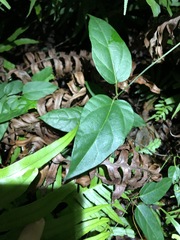 Vincetoxicum paniculatum