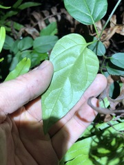Vincetoxicum paniculatum