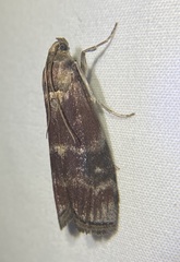 Euzophera ostricolorella