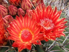 Ferocactus emoryi emoryi