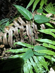 Vincetoxicum paniculatum