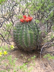 Ferocactus emoryi emoryi