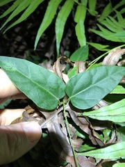 Vincetoxicum paniculatum