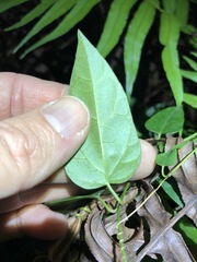 Vincetoxicum paniculatum