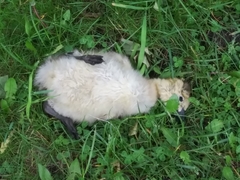 Branta canadensis moffitti