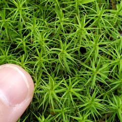 Polytrichastrum ohioense