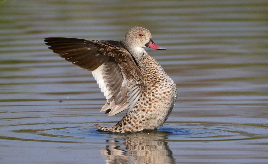 Cape Teal photo