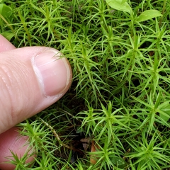 Polytrichastrum ohioense