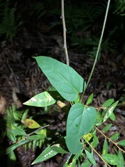 Vincetoxicum paniculatum