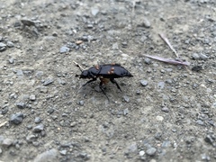 Nicrophorus guttula