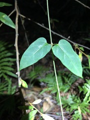 Vincetoxicum paniculatum