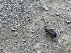 Nicrophorus guttula