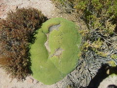 Azorella compacta