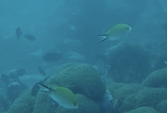 Chromis ternatensis