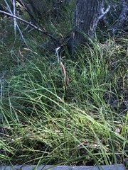 Carex barbarae