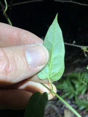 Vincetoxicum paniculatum