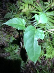 Vincetoxicum paniculatum