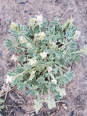 Lupinus kingii