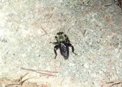 Laphria flavicollis
