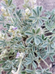Lupinus kingii
