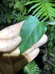 Vincetoxicum paniculatum