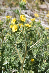 Mentzelia montana