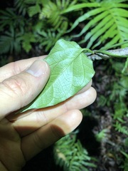 Vincetoxicum paniculatum
