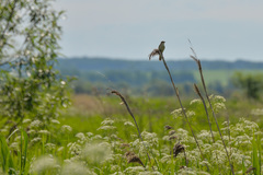Acrocephalus schoenobaenus