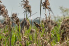 Acrocephalus schoenobaenus