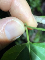 Vincetoxicum paniculatum
