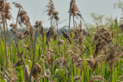 Acrocephalus schoenobaenus