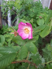 Rosa