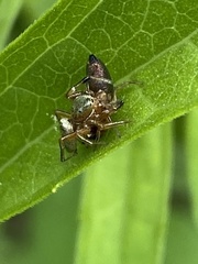 Tutelina similis