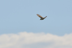 Acrocephalus schoenobaenus