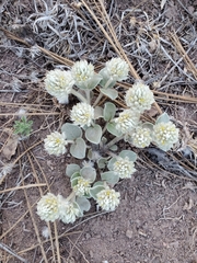 Gomphrena caespitosa