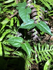 Vincetoxicum paniculatum