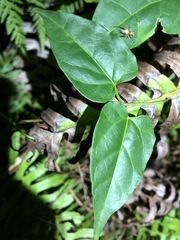 Vincetoxicum paniculatum