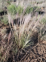Elymus elymoides brevifolius