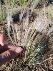 Elymus elymoides brevifolius