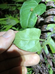 Vincetoxicum paniculatum