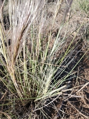 Elymus elymoides brevifolius