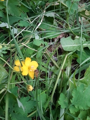 Chelidonium majus