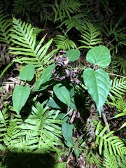 Vincetoxicum paniculatum