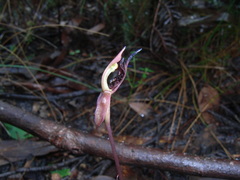 Chiloglottis curviclavia