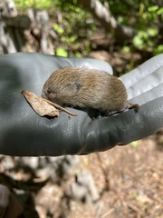 Microtus montanus