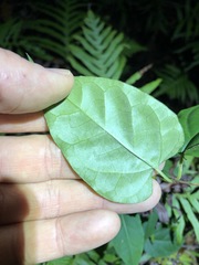 Vincetoxicum paniculatum