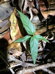 Vincetoxicum paniculatum