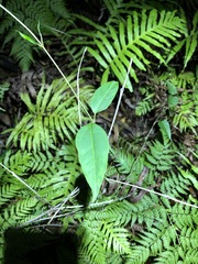 Vincetoxicum paniculatum